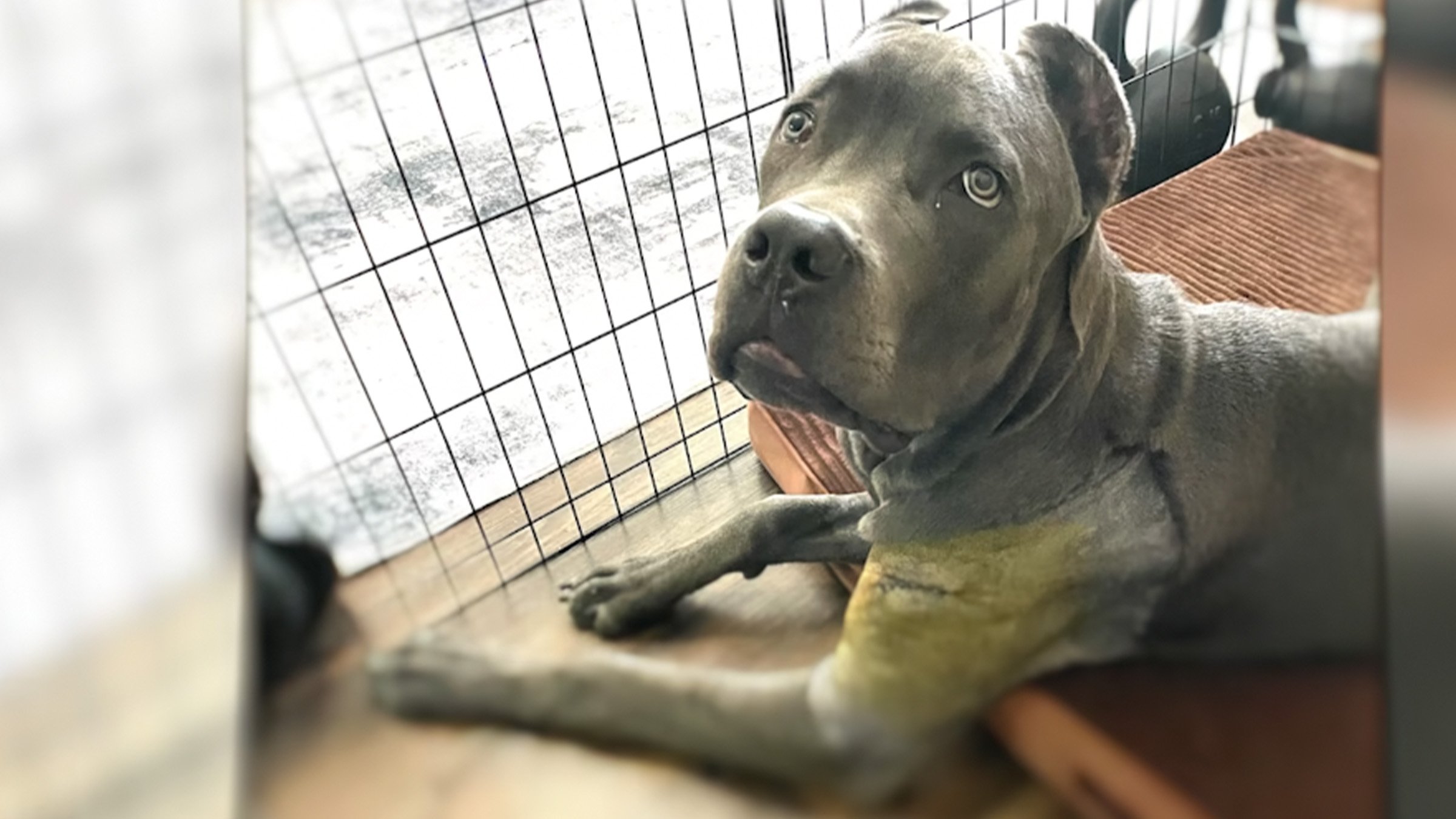 South Florida veterinarian operated on dog’s wrong leg, lawsuit says