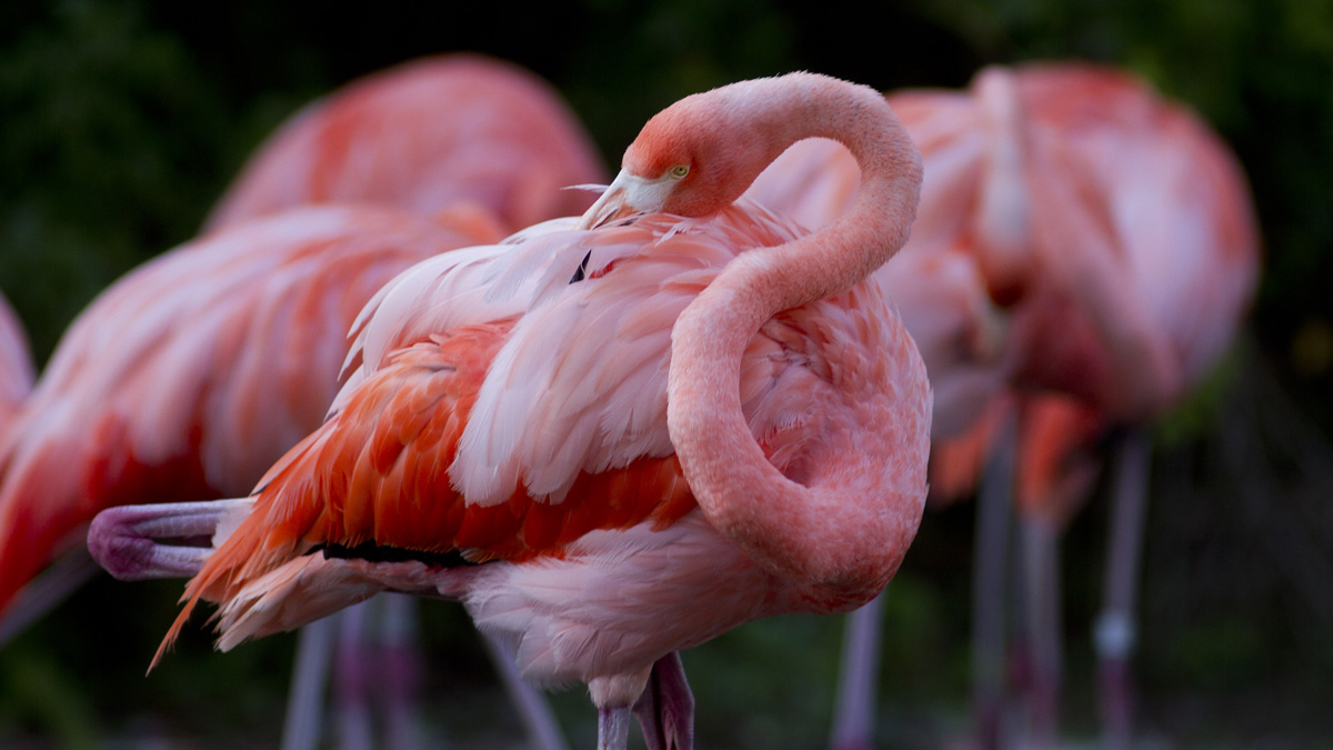 Miami-Dade names the American flamingo the official county bird