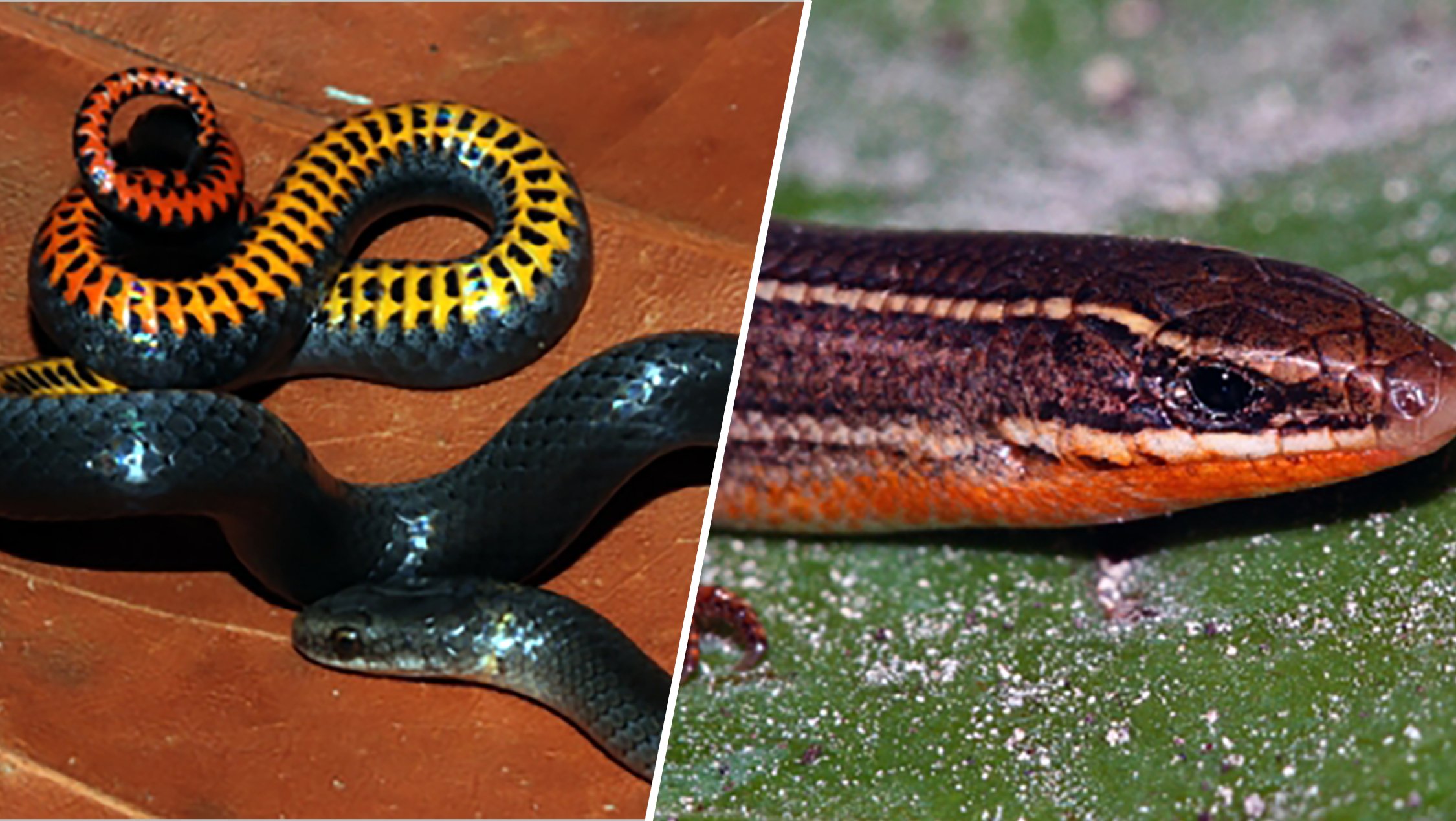 Three South Florida reptiles make the endangered species list