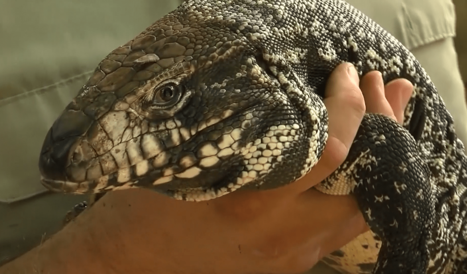 Meet the Tegu: The invasive lizard threatening Florida Everglades’ wildlife