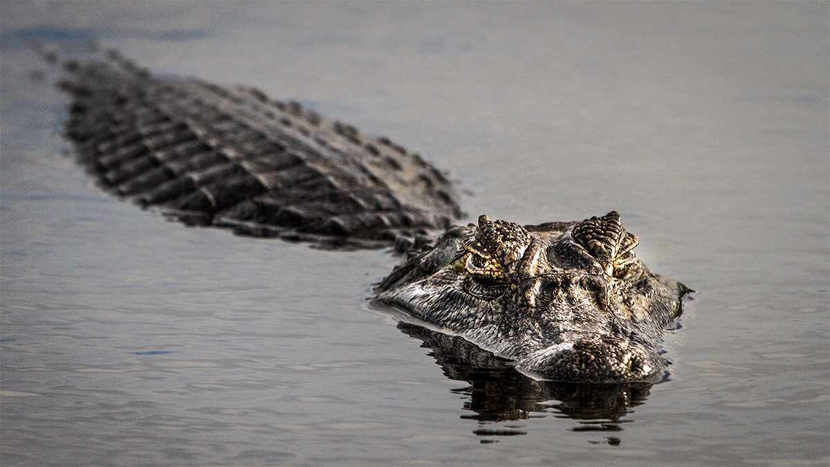 Woman bitten by gator while swimming in Florida river, wildlife officials say